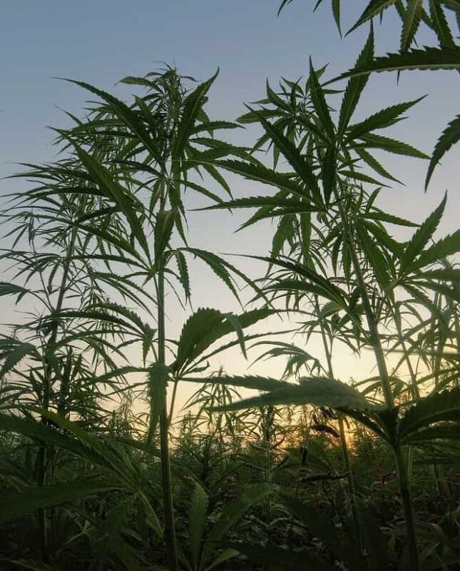 Cannabis Companies Use Temporary Cold Storage-min Cannabis Companies Use Temporary Cold Storage-min