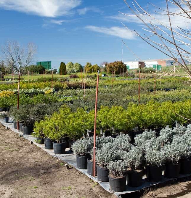 Nurseries That Benefit from Temporary Cold Storage-min Nurseries That Benefit from Temporary Cold Storage-min