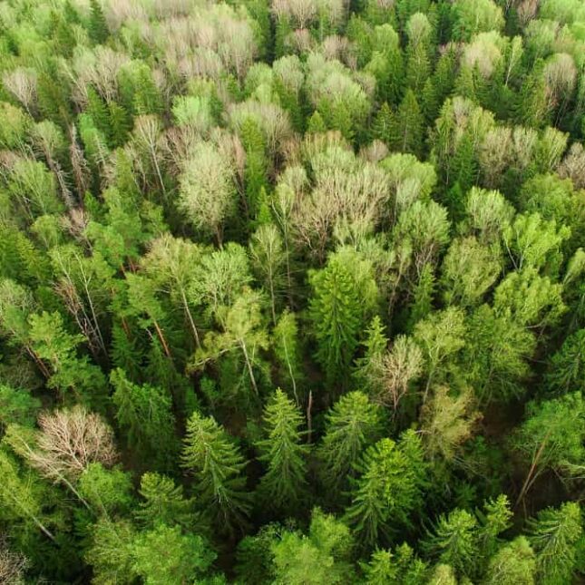 Temporary Cold Storage For Forestry Companies-min Temporary Cold Storage For Forestry Companies-min