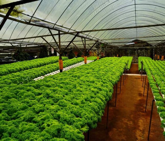 Temporary Cold Storage farms-min Temporary Cold Storage farms-min